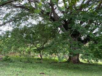Lush garden area with large mature trees on farm Los Pildones Sora Panama