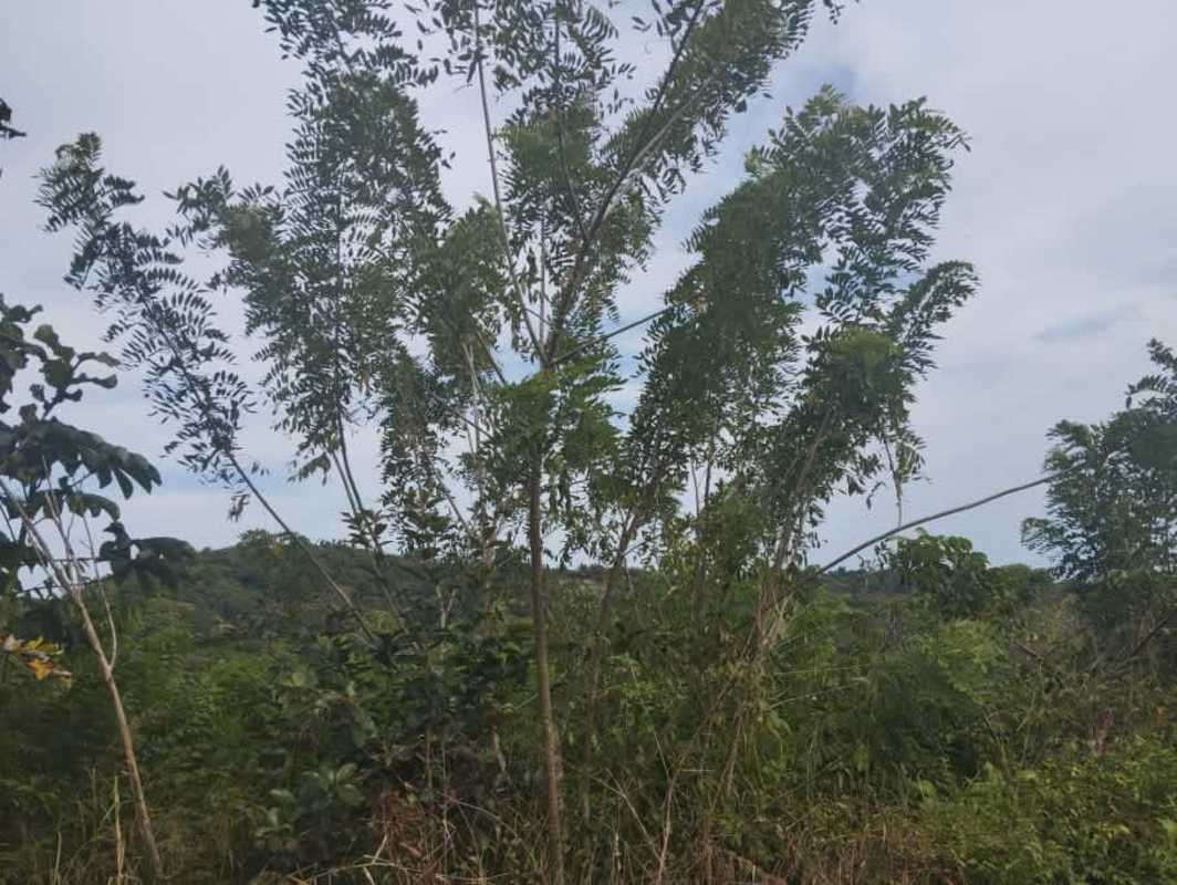 Hillside area with grass and tree lines for sale in rural Panama