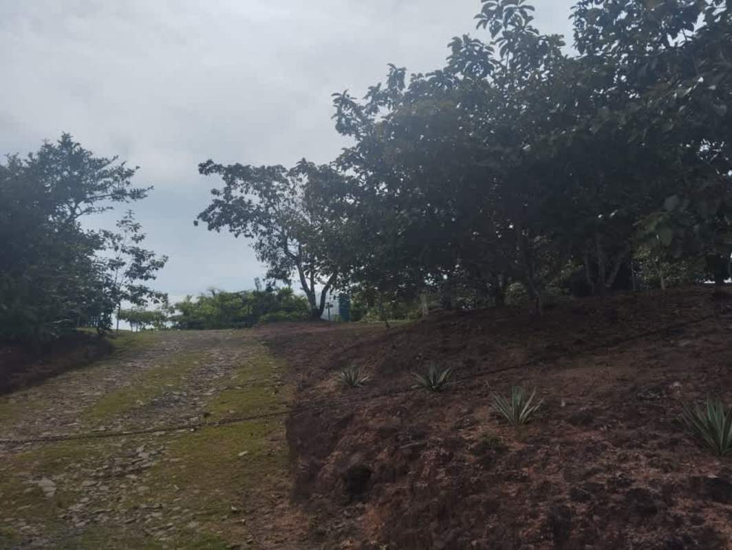 Natural trails among lush vegetation on large land parcel Capira Panama