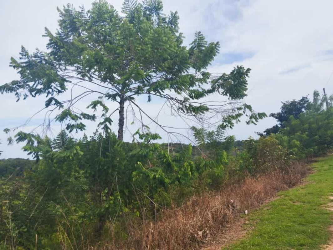 Scenic greenery with mature trees on land for sale La Tambora, Capira, Panama