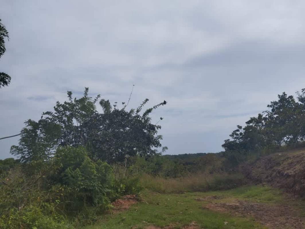 Rich mountain forest with vegetation on land for sale La Tambora Capira Panama