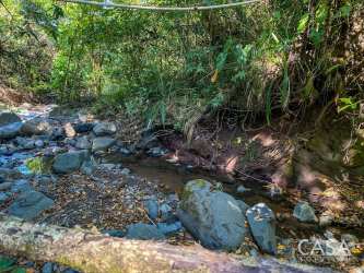 Forested hillside with mature greenery in Jaramillo near Boquete Panama