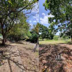 Grassy lot with mature trees at Los Lirios community in Las Uvas near San Carlos Panama