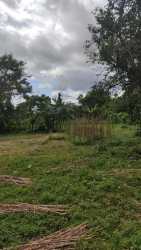 Fertile land for farming or development with mature trees and scenic mountain views in Bugaba Chiriqui Panama