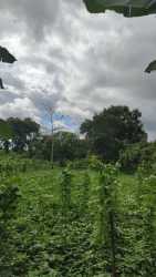 Lush cultivated countryside land with fruit vines supports and trees near Volcan in Bugaba Chiriqui Panama
