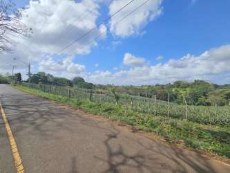 Pineapple plantation with lush greenery hills and sky in Las Yayas La Chorrera Panama