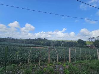 Cultivated pineapple plantation with perimeter fence and power lines in Las Yayas La Chorrera Panama