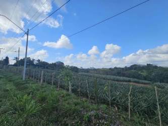 Wide farmland with pineapple crops, fence and rural hills background in Las Yayas La Chorrera Panama