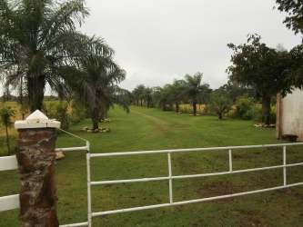 Private ranch with mature palm trees and wide open green land in Pedasi Panama beachfront estate