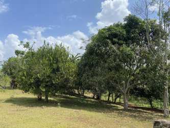 Open countryside view with mature trees in rustic environment La Chorrera Panama