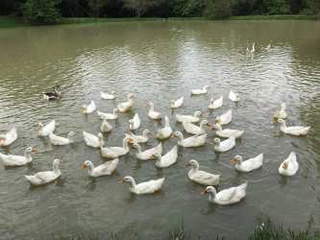 Land for Sale in Punta Chame - 0 bedrooms