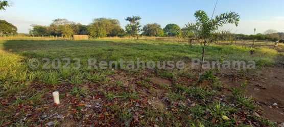 Large flat grassy lot with clear skies in Pedasi Los Santos Panama