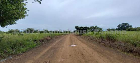 Dirt access road beside grassy fields and trees Pedasi Panama