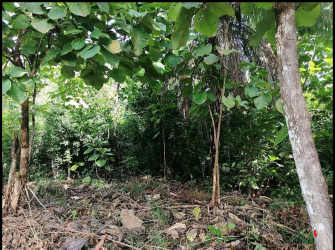 Densely wooded lot with native trees and natural vegetation Veraguas Panama