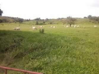 Expansive grazing fields with cows and scattered trees under blue sky Veraguas Panama