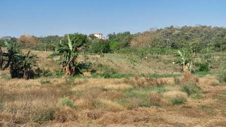 Open grassy farm or buildable land with trees and mountain views in Santiago Panama
