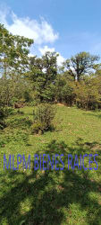 Natural landscape with trees and grassy open spaces in Altos del María La Rioca Panama land lot
