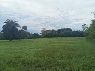 Flat open grassland with palms and trees inside private estate Pedasi Panama