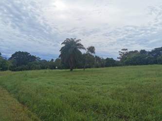 Open grassy lot with palm trees and clear sky inside Hacienda Los Gavilanes Pedasi