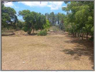 Scenic plot of undeveloped land with trees in El Roble Panama