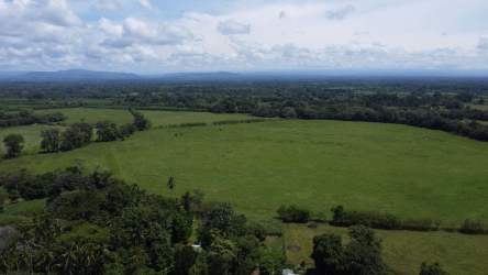 Large green pasture with scattered trees and wooded surroundings rural land in Divala Chiriqui Panama