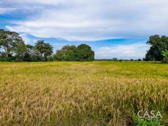 Rural open land lot bordered by trees near Playa La Barqueta Chiriquí Panama