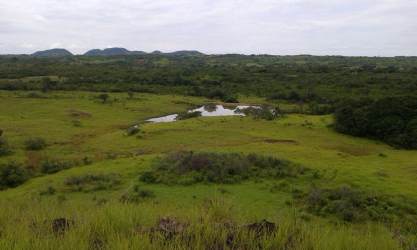 70 Hectare Agricultural Farm in Calobre Veraguas