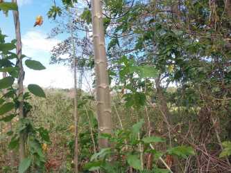 Dense tall trees and bushes on rural land Penonomé Coclé Panama