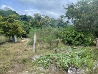 Dirt path entrance through fruit tree grove on rural land in Chame Panama for sale