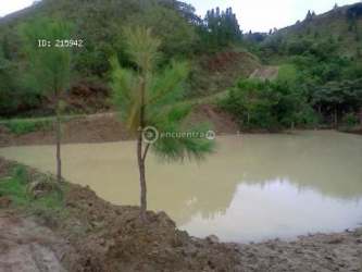 Mini farm reforested lot with young teak and fruit trees in eco-development Los Llanitos