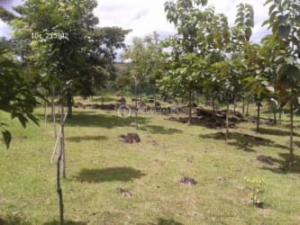 Gently sloping green land for investment and farming with mountain views San Carlos Panama